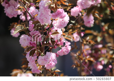 Double cherry blossoms 50283807