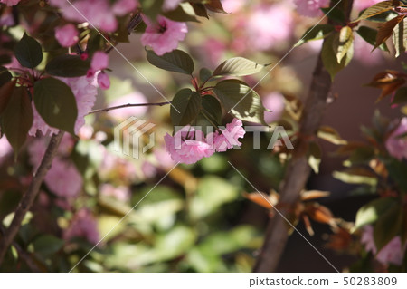 Double cherry blossoms 50283809