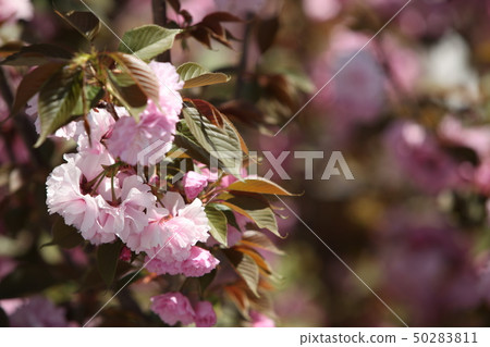 Double cherry blossoms 50283811