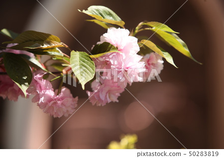 Double cherry blossoms 50283819