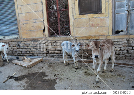 Jaisalmer brick dwelling and cute calf in Rajasthan, India Jaisalmer brick dwelling and cute calf in Rajasthan, India 50284093