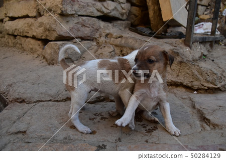 Jaisalmer castle and residence in Jaisalmer, Rajasthan, India Puppies living in the castle Jaisalmer castle and residence in Jaisalmer, Rajasthan, India Puppies living in the castle 50284129