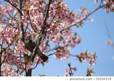 Cherry blossoms and bulbul 50284159