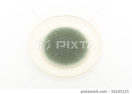 青黴（Penicillium expansum）青黴菌（Penicillium expansum blue mold） 50285225