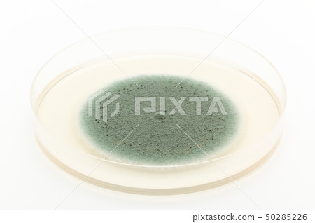青黴(Penicillium expansum)青黴菌(Penicillium expansum blue mold) 青黴(Penicillium expansum)青黴菌(Penicillium expansum blue mold) 50285226