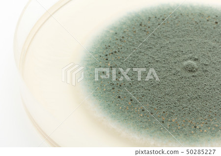 Penicillium expansum Penicillium expansum blue mold 50285227