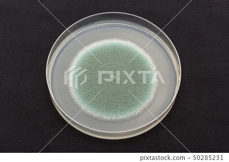 Penicillium expansum Penicillium expansum blue mold Penicillium expansum Penicillium expansum blue mold 50285231