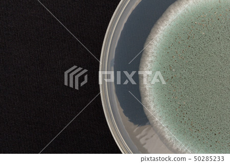 Penicillium expansum Penicillium expansum blue mold 50285233