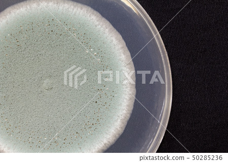 Penicillium expansum Penicillium expansum blue mold Penicillium expansum Penicillium expansum blue mold 50285236
