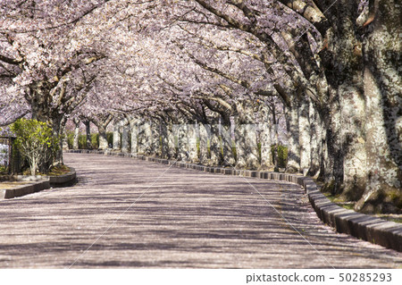Cherry blossoms on the road of peace 50285293