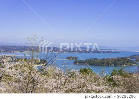 Matsushima Japan Three Scenic Spots Nishigyu no Matsu Park Cherry blossoms 2019 50285296