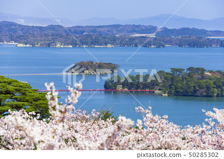 Matsushima Japan Three Scenic Spots Nishigyu no Matsu Park Cherry blossoms 2019 50285302