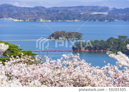 Matsushima Japan Three Scenic Spots Nishigyu no Matsu Park Cherry blossoms 2019 Matsushima Japan Three Scenic Spots Nishigyu no Matsu Park Cherry blossoms 2019 50285305