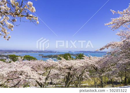 Matsushima Japan Three Scenic Spots Nishigyu no Matsu Park Cherry blossoms 2019 50285322