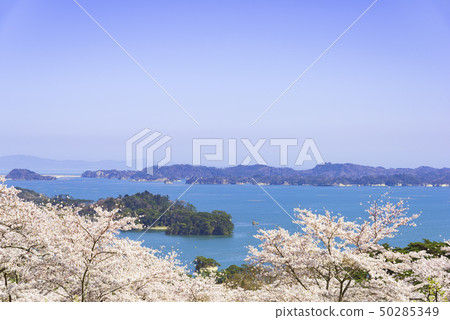 Matsushima Japan Three Scenic Spots Nishigyu no Matsu Park Cherry blossoms 2019 Matsushima Japan Three Scenic Spots Nishigyu no Matsu Park Cherry blossoms 2019 50285349