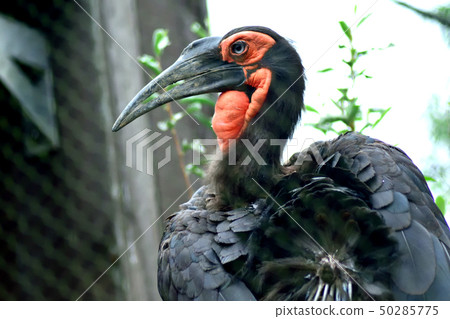 Southern hornbill Southern hornbill 50285775