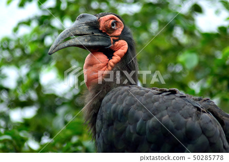 Southern hornbill up Southern hornbill up 50285778