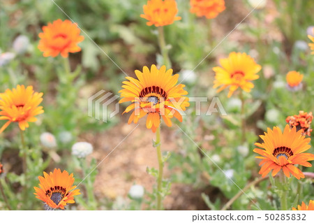 Benigeum flowers 50285832