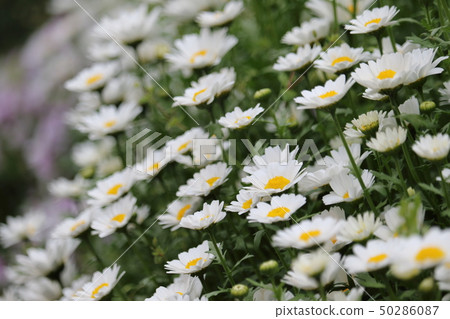 White flower White flower 50286087