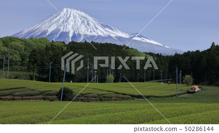 Fuji and tea plantations Fuji and tea plantations 50286144