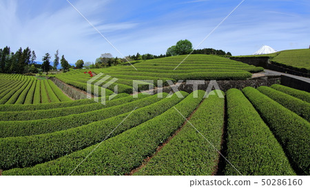 Fuji and tea plantations 50286160