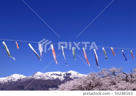 Bentenzakura, carp streamers and snowfall mountains Bentenzakura, carp streamers and snowfall mountains 50286163