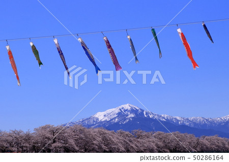 Benten cherry blossoms and carp streamers 50286164