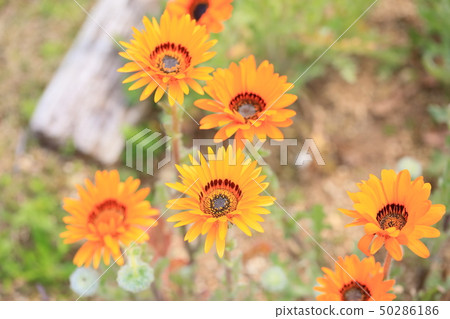 Benigeum花 50286186