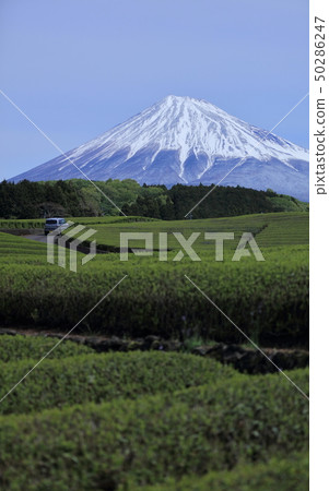富士和茶園 富士和茶園 50286247
