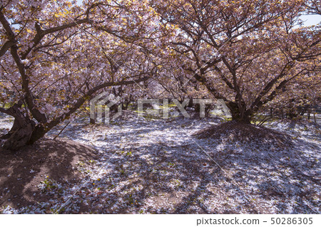 仁和寺的大室櫻花 50286305