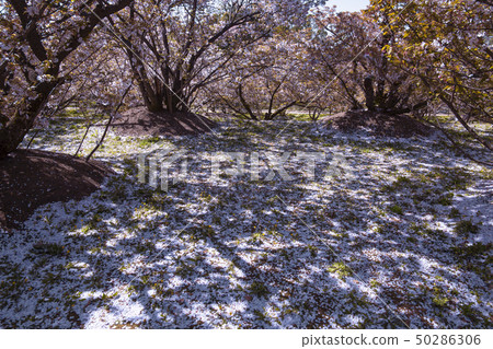 仁和寺的大室櫻花 仁和寺的大室櫻花 50286306