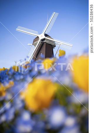 Tsurumi green space park / nemophila field 50286436