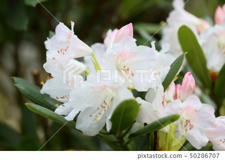 杜鵑花 杜鵑花 50286707