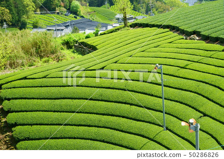 京都，Watsukarayama Round Tea Garden 2 50286826