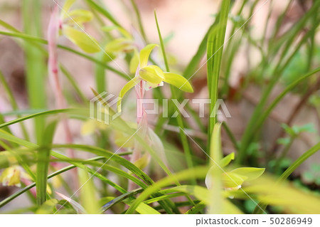 Chunlan flowers Chunlan flowers 50286949