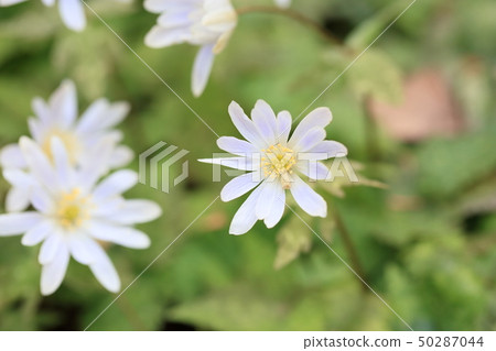 Snow throat flowers Snow throat flowers 50287044