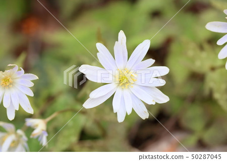 Snow throat flowers Snow throat flowers 50287045