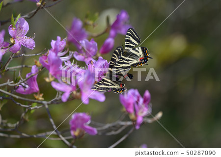 禮蝴蝶錯了求愛？在花蜜的男性攻擊的男性 50287090