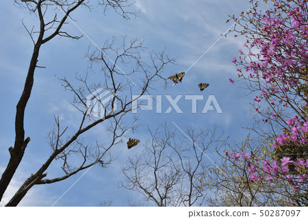 Follow flight with group butterfly Follow flight with group butterfly 50287097