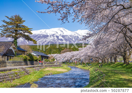 Mt. Chokai和Sakura-no-Sato Mt. Chokai和Sakura-no-Sato 50287877