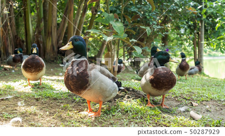 Close up of Nakhon Pathom Egg Duck. 50287929