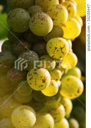 Vine and bunch of white grapes  Vine and bunch of white grapes  50288447
