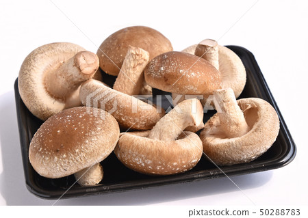 Shiitake (shiitake mushroom) Shiitake (shiitake mushroom) 50288783