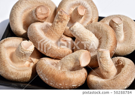 Shiitake (shiitake mushroom) Shiitake (shiitake mushroom) 50288784