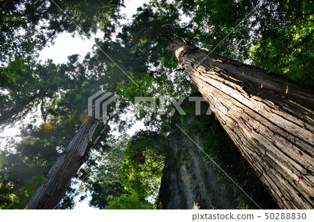 在前往Tohoku，Yamagata，Yamadera，Kozuruzan Tateishi和Shichimichi（方法）的途中，我們抬頭看著撞向天空的巨大雪松樹（1） 50288830