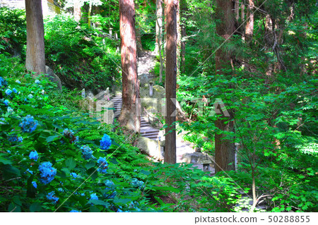 在感受東北，山形，山形，Houshuzan Tateishi和日本四季的美麗的同時繼續進行（四個步驟）（3） 50288855