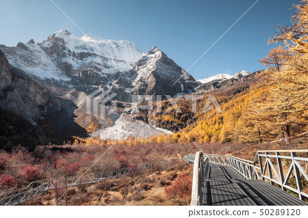 Xiannairi holy mountain with golden pine forest in 50289120
