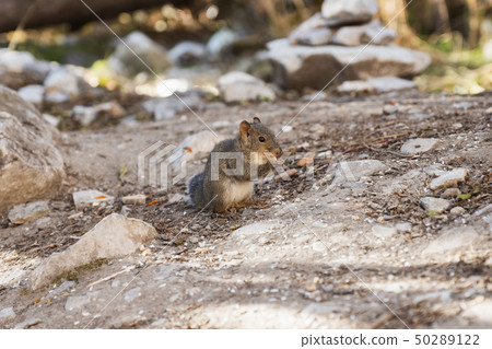 Small brown squirrel standing eat peanut in forest 50289122