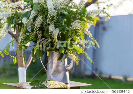 Spring garden Spring garden 50289442