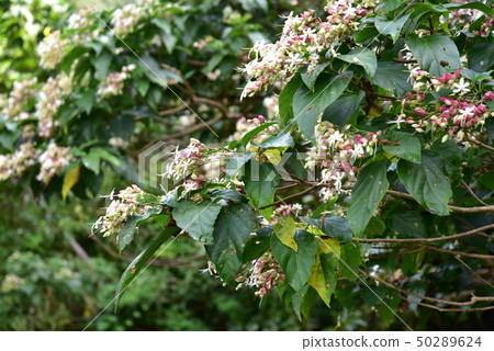 Amakagi Amakagi 50289624